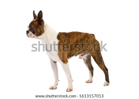 BOSTON TERRIER DOG, MALE AGAINST WHITE BACKGROUND  