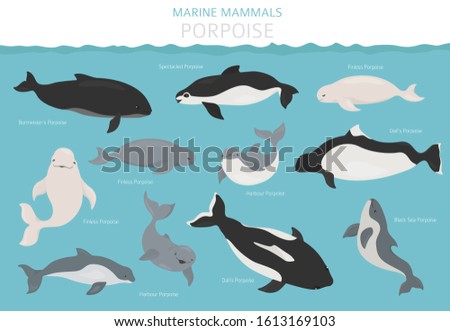 Marine mammals collection. Different porpoises set. Cartoon flat style design. Vector illustration Royalty-Free Stock Photo #1613169103
