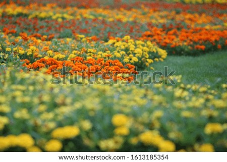 Orange and yellow field of flowers