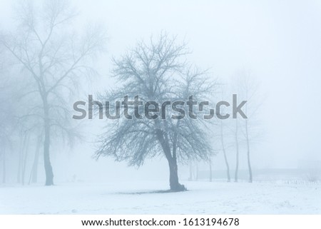 winter landscape, trees in the frost