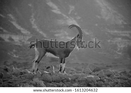 Nubian ibex a desert dwelling goat (capra ibex, capra nubiana) biblical animal in Judean (Judea) desert and the Negev, southern Israel. black and white image, animal in nature reserve (wildlife),  Royalty-Free Stock Photo #1613204632