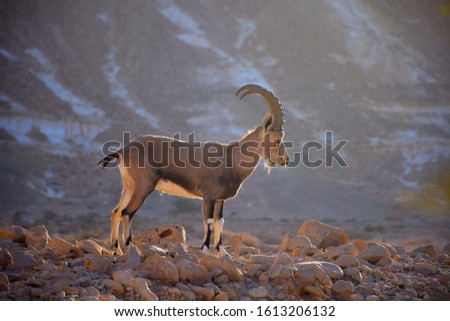 Nubian ibex a desert dwelling goat (capra ibex, capra nubiana) biblical animal in Judean (Judea) desert and the Negev, southern Israel. black and white image, animal in nature reserve (wildlife) Royalty-Free Stock Photo #1613206132