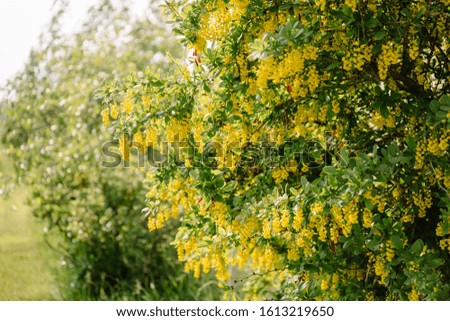 barberry bush blooms abundantly in the spring season with yellow flowers, common view