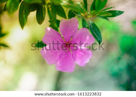 Brazilian pink Glory Bush from a garden under a sunny day