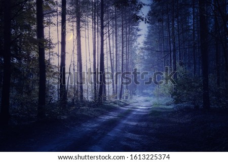 Road through the night forest. Masuria, Poland.
