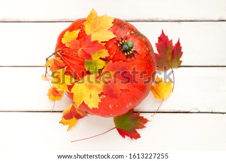 Decorative pumpkin with maple leaves and spider, autumn season background.