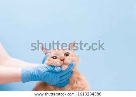 hands with disposable blue gloves are on the head of a ginger cute cat, veterinarian concept, blue background, copy space, pet osmorty medicine