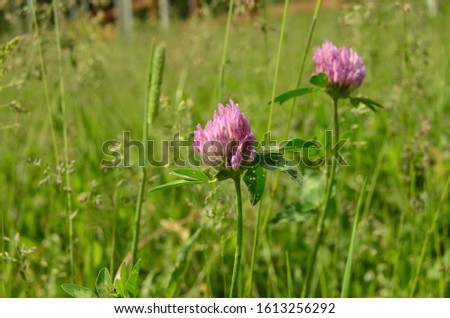 Pink clover in the field on a summer day