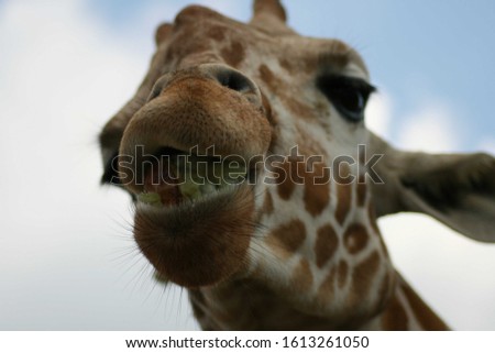 a close up photo of a giraffe with food in it's mouth