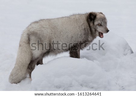 Open mouth blue arctic fox standing in snow