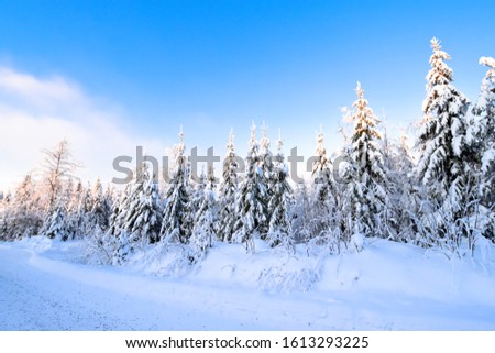 Beautiful snowy forest at Tahko, Eastern Finland during December. It looks like a fairy tale. Winter Scenery Background.