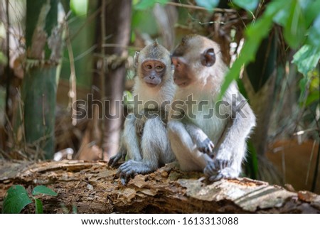 Wild monkeys in Khao Sok National Park, Thailand Royalty-Free Stock Photo #1613313088