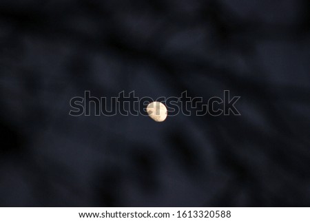 a picture of the moon looking through a branch of leafs 