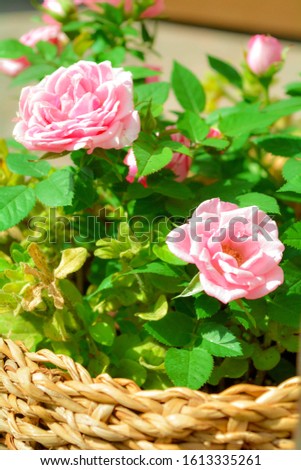 Close up of beautiful small pink rose plant in rotang basket on summer sunny day. Blooming rose flowers