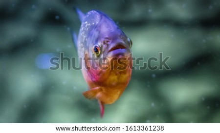 fish swimming in water, Red-bellied piranha 