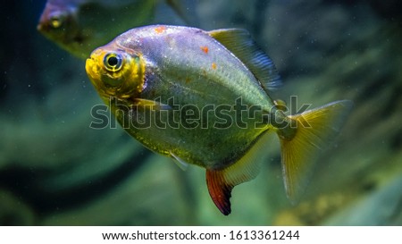 fish swimming in water, Myleus lobatus
