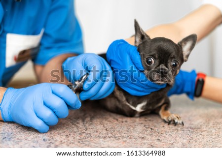 A professional veterinarian cuts the claws of a small dog of the Chihuahua breed on a manipulation table in a medical clinic. Pet care concept.
