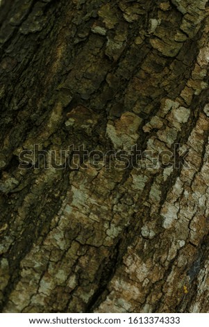 Closeup photograph of tree trunk for use in texture or wallpaper.