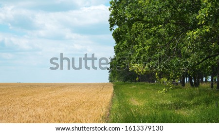 Regenerative Agriculture, Holistic Management, farming problem concept. Yellow field with a blue sky and a green forest with grass. Royalty-Free Stock Photo #1613379130