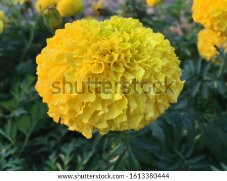Beautiful blooming yellow marigolds are used to decorate Asian home gardens.