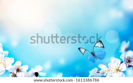 Blossom tree over nature background and butterfly. Spring flowers. Spring Background.