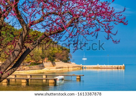 Green lagoon sea bay in Porec, a blossoming tree in a foreground, Croatia - Istria, Europe.