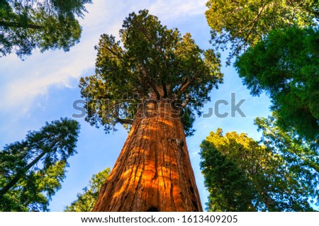 Natural valley of the Sequoia National Park at sunset, California, USA. Royalty-Free Stock Photo #1613409205