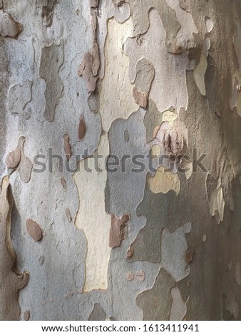 tree trunk wallpaper in summer