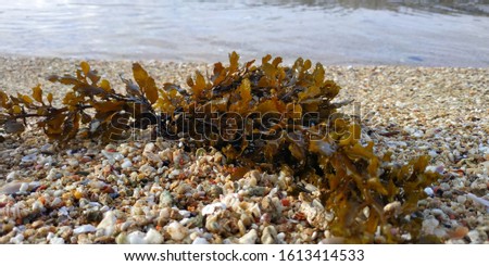 seaweed landed in a seashore of million small rock sand Royalty-Free Stock Photo #1613414533
