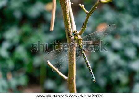 A selective focus shot of a cute dragonfly sitting on a branch with blurred background