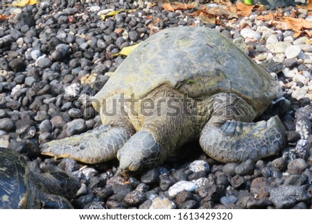 green turtle on the rock beach sleapping sunny day maui Hawaii USA