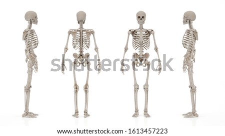 skeletal system image from different angles
 Royalty-Free Stock Photo #1613457223