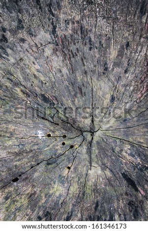 Wood texture of cut tree trunk, close-up