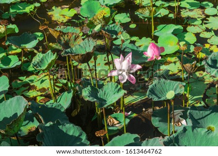 Lotus pond with sunlight. Flower of the buddha symbol.