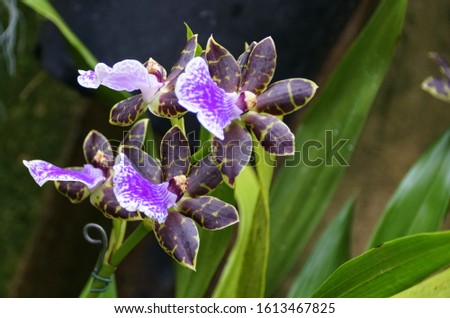 Zygopetalum Blue Blazes 'Barrie Ford' orchids
