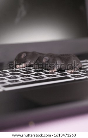 Rats and computer keyboard. advanced animals. intelligent hackers