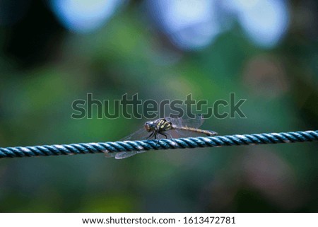 Image of dragonfly perched on rope