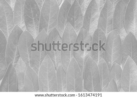Close up of black and white leaves. Abstract composition. Black and white photography. Use as wallpapers or background.