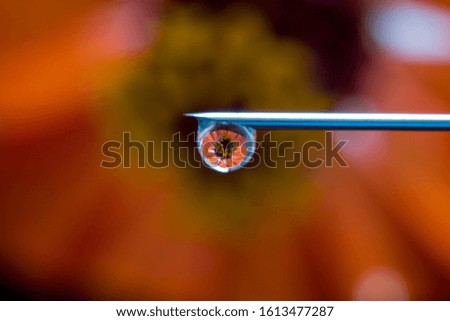close up of water droplets at the tip of the needle with a reflection of the flower