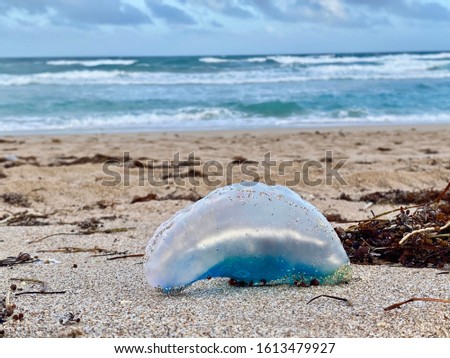 Jellyfish in a beautiful beach sunset