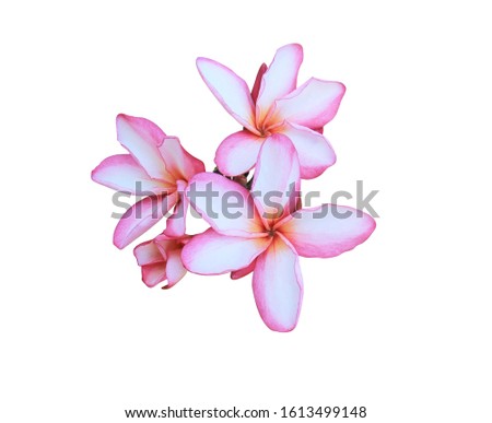 Plumeria, Frangipani, Temple tree, Graveyard Tree, Close up white-pink bouquet plumeria flowers  isolated on white background. with clipping path