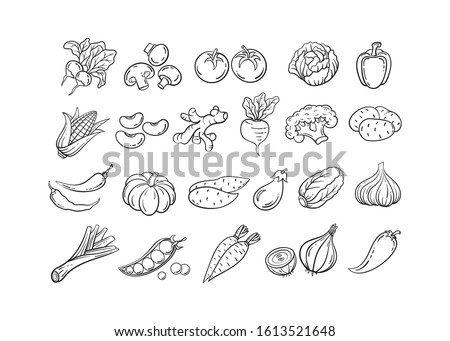 Sketch vegetable icon set vector illustration. Black line contour sketch vegetables, tomato and onion, potato and pepper doodle icon on white background for restaurant menu vintage design Royalty-Free Stock Photo #1613521648