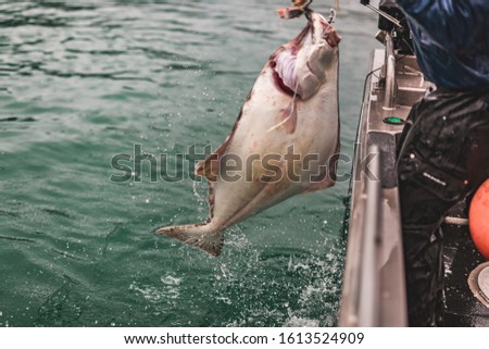 Halibut being lifted over the side of a fishing boat in Alaska