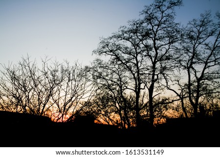 Silhouette tree on sunset background. Black and white picture of trees and twigs. Silhouette branch tree with sunset evening sky and orange sunset light background. Silhouette branch sunrise sky.