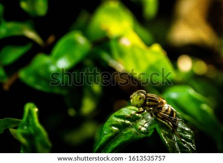 Insect on a leaf in a tropical humidifier
