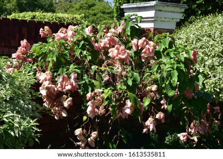 Medium-sized flowering plants with green leaves, black stripes. The flower is pink. Full bloom, with small flowers inside the pink petals Is fully grown with flowers and a beautiful big bush.