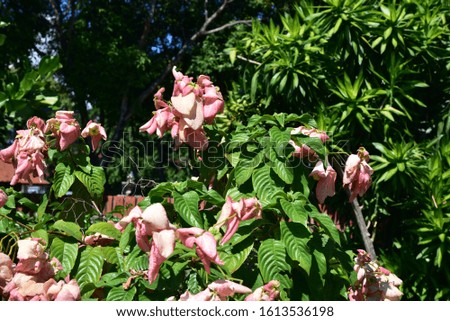 Medium-sized flowering plants with green leaves, black stripes. The flower is pink. Full bloom, with small flowers inside the pink petals Is fully grown with flowers and a beautiful big bush.