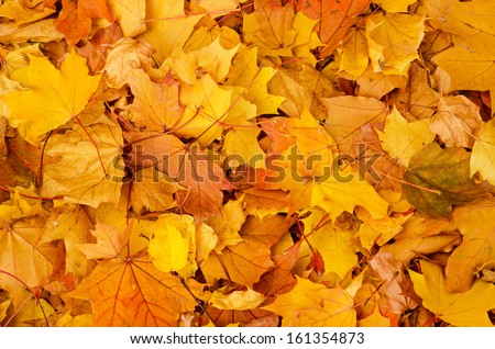 Autumn natural background with colorful maple leaves