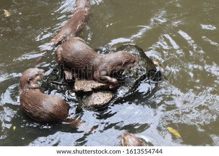 Canadian otters who are gathering with their families