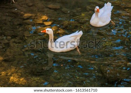 
two white geese swim on the lake